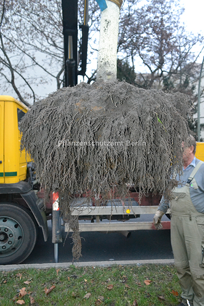 BERLIN Wurzelneubildung Alnus cordata Ballen 6 Mon nach Pflanzung mit TC (watermerk).jpg