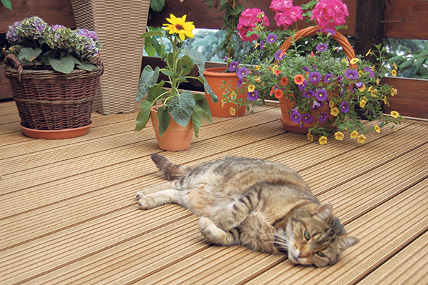 WPC-Terrasse-mit-Katze_Foto_VHI.jpg