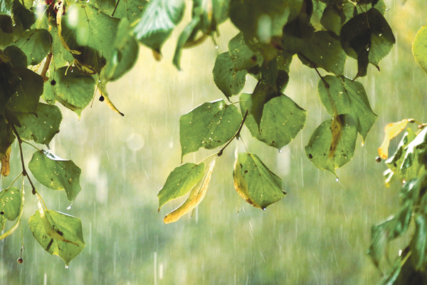 rain-g19a348ae2_1920.jpg rain-g19a348ae2_1920.jpg