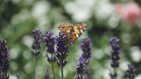 butterfly-g47e065f98_1920.jpg