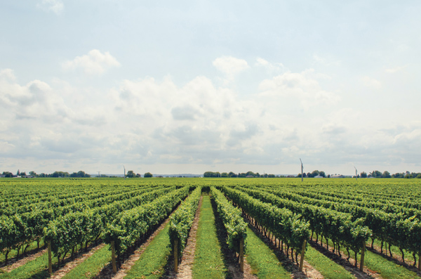 Feld mit Weinreben