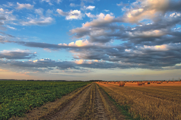 Feld mit Strohballen