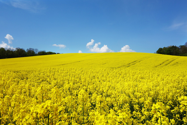 blühendes Rapsfeld