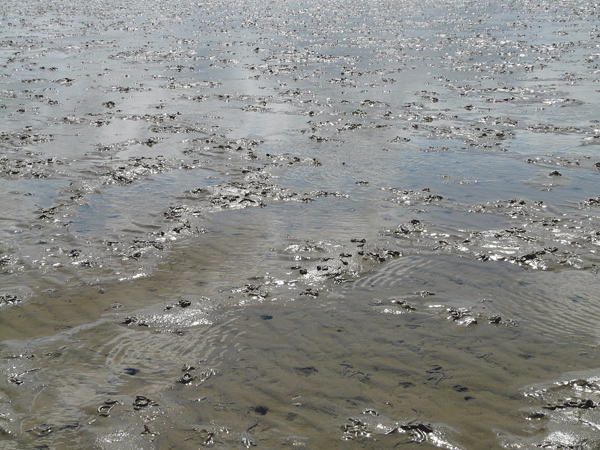 Wattenmeer