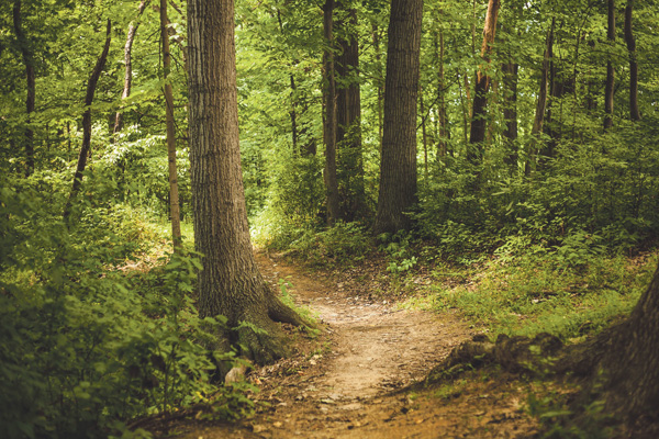 Wald  Bäume Grün Weg