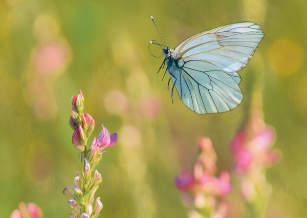 Feld Wiese Blumen Schmetterling