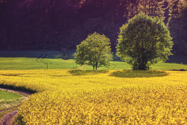 Rapsfeld Feld Wiese Bäume Grün Öko-Feld