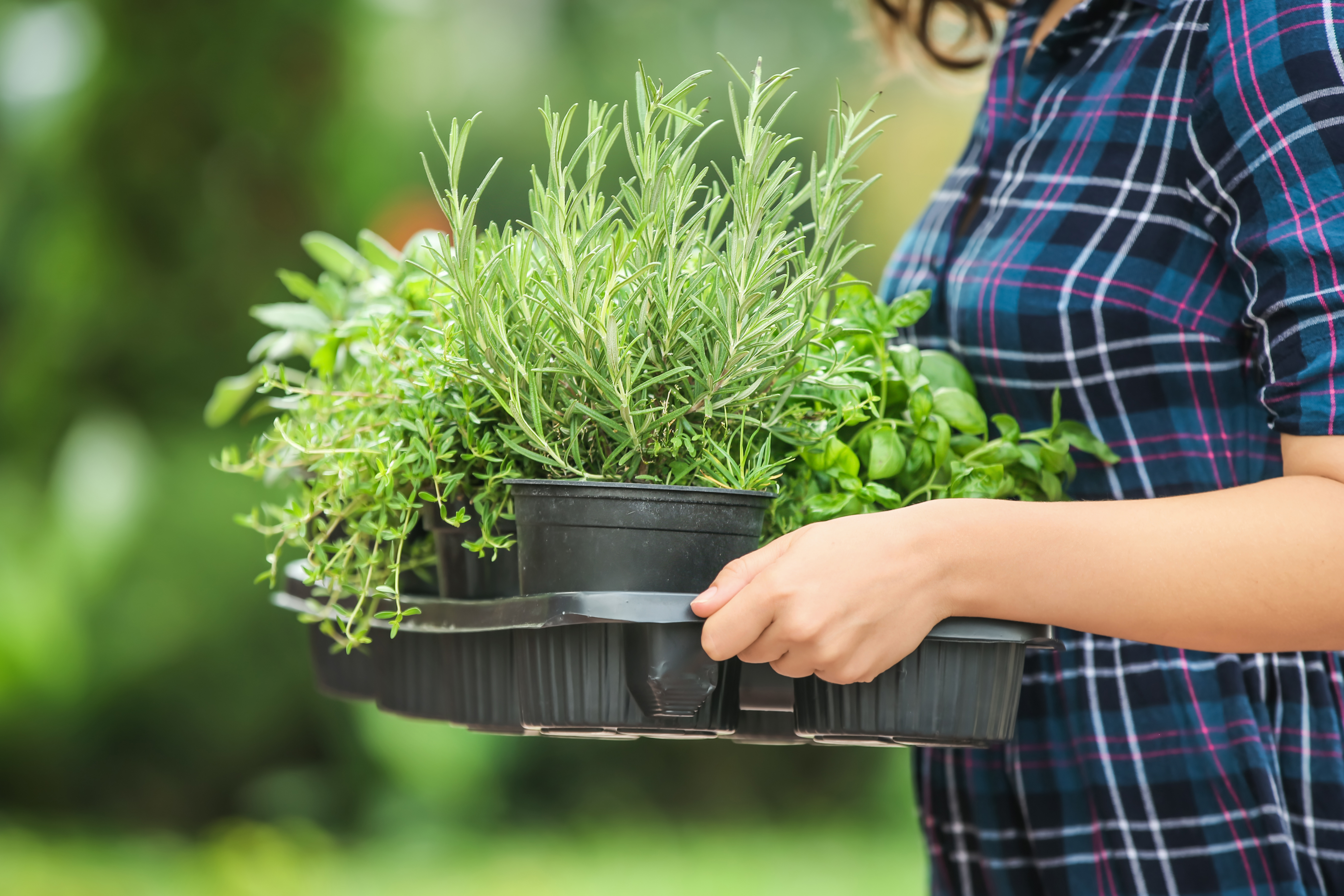 Transporttrays Nachhaltigkeit im Gartenbau Grün Pflanzen