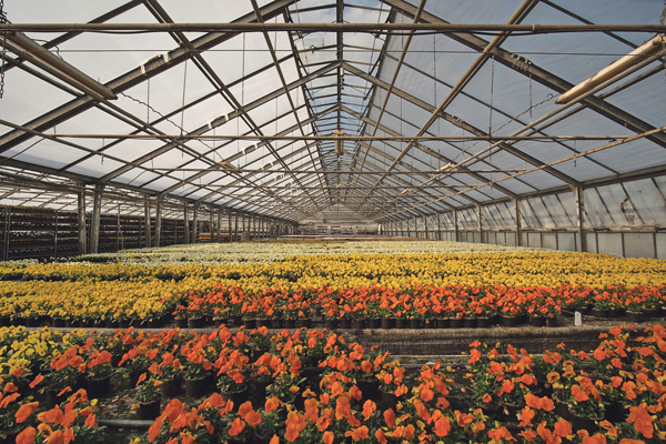 Gewächshaus Blumen Pflanzen 