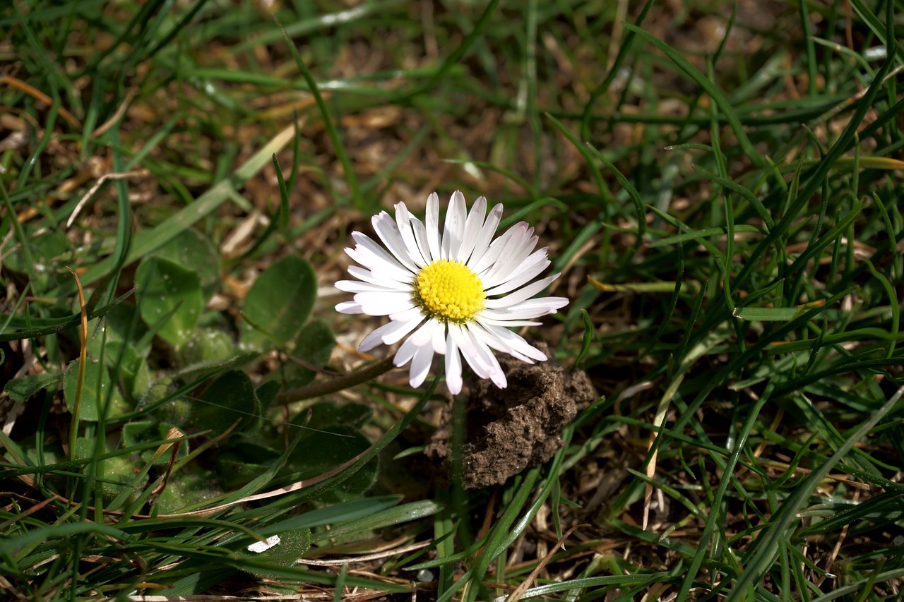 Gänseblümchen Wiese Grün Pflanze 