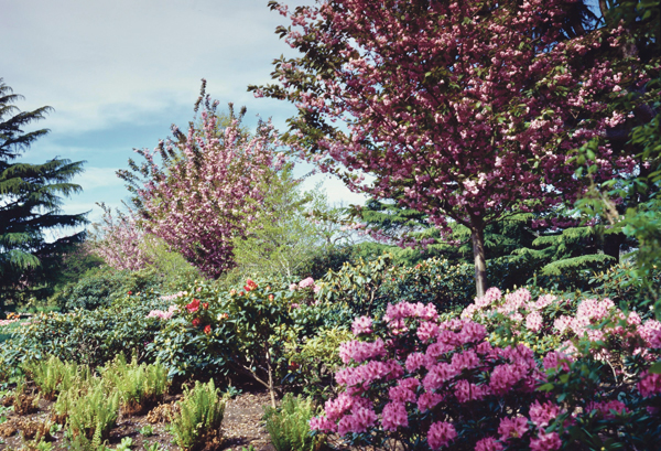 Pflanzen Blumen Bäume Büsche 