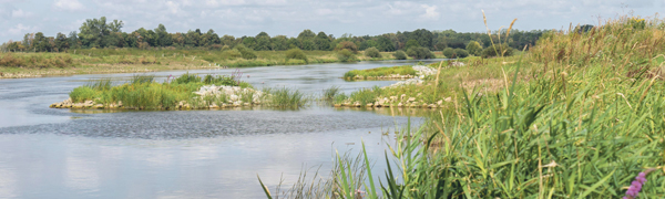 Ufer Gewässer Wasser Fluss See Grün Bäume Büsche