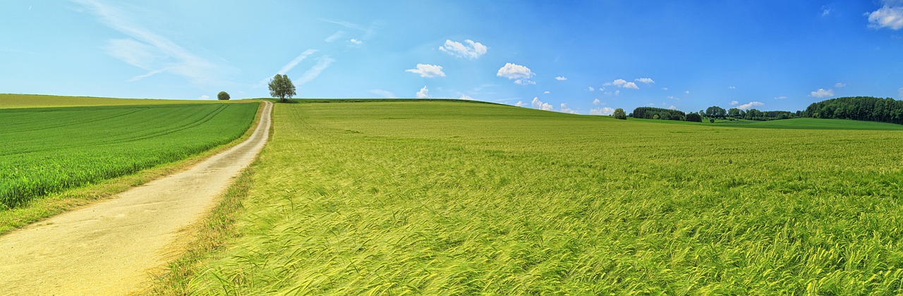 Landschaft Landwirtschaft Feld Bäume