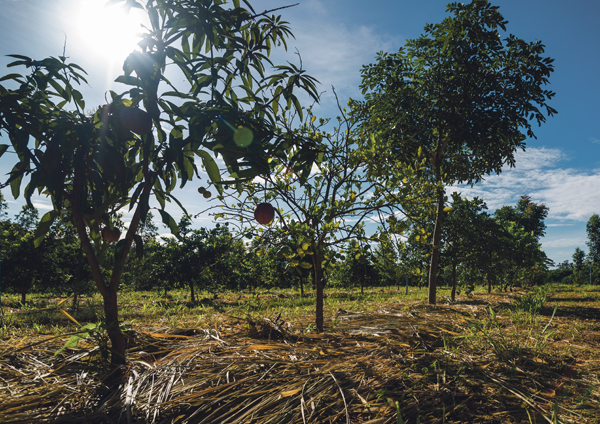 Obstgarten Bäume Pflanzen Grün Artenvielfalt 