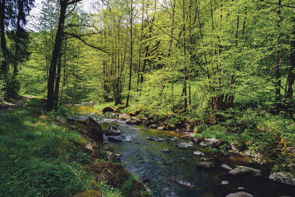 Schwamm-Landschaft Fluss Gewässer Wasser Grün Gras Bäume 