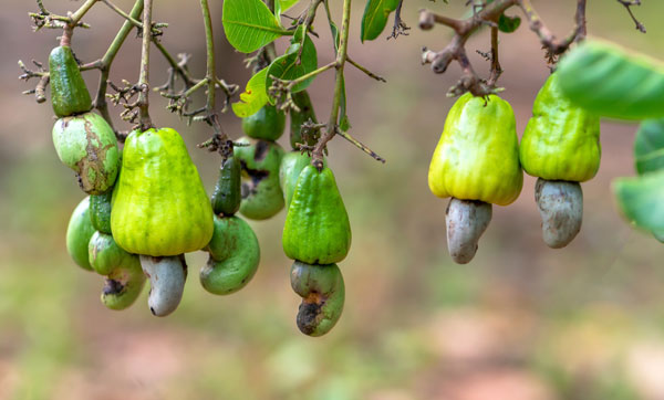Cashewschalen Stuttgart testet klimafreundlichen Asphalt aus Cashewschalen