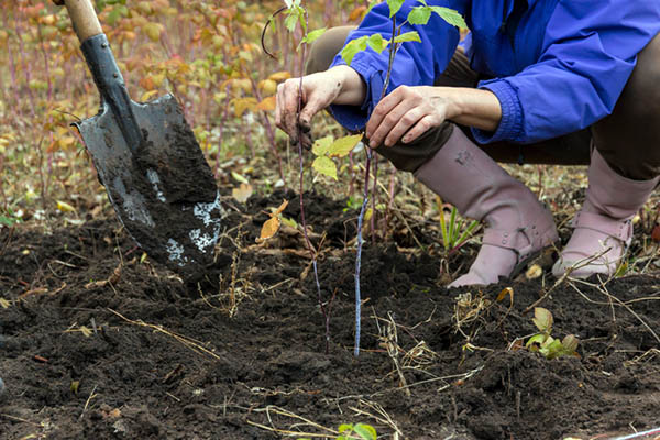 iStock_AlexBrylov_Herbst_Pflanzzeit.jpg