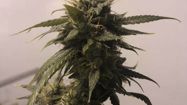 RQB-Cannabis-Pflanze.jpeg RQB-Cannabis-Pflanze.jpeg