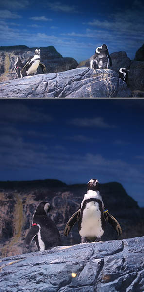 Grip Pinguine 3x.jpg