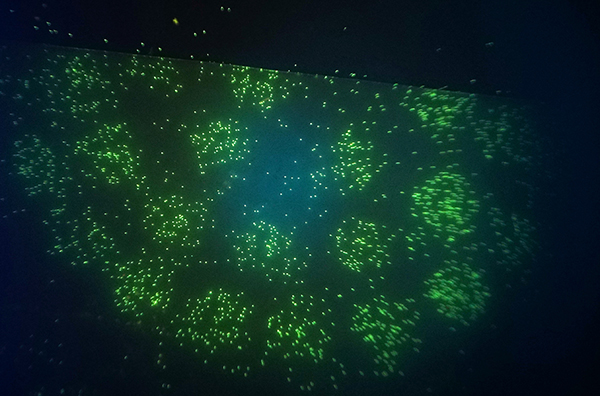 Fluoreszierende Legionellen.jpg
