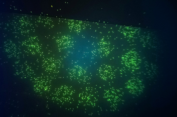 Fluoreszierende Legionellen.jpg Fluoreszierende Legionellen.jpg