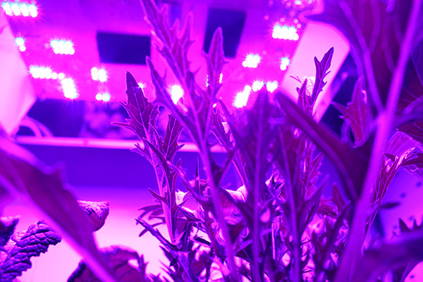 pi085_UV-LED_Pflanzenzucht.JPG pi085_UV-LED_Pflanzenzucht.JPG