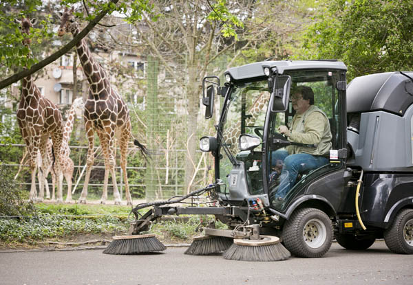14-04 MIC_Giraffen.jpg 14-04 MIC_Giraffen.jpg