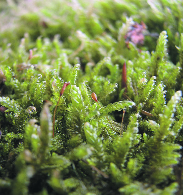regeneration-hypnum-700px.jpg regeneration-hypnum-700px.jpg