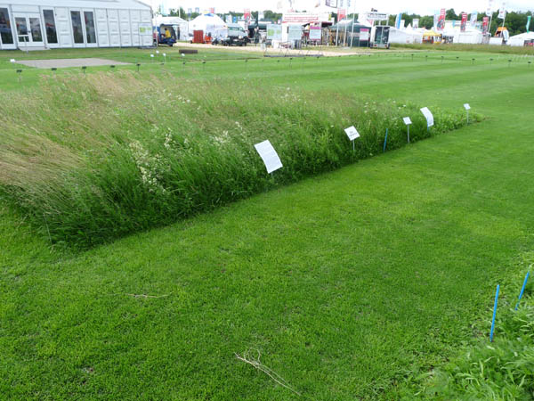 PI4_Abb.2_Tiefschnitt-_Landschaftsrasen_Foto_DRG.JPG PI4_Abb.2_Tiefschnitt-_Landschaftsrasen_Foto_DRG.JPG