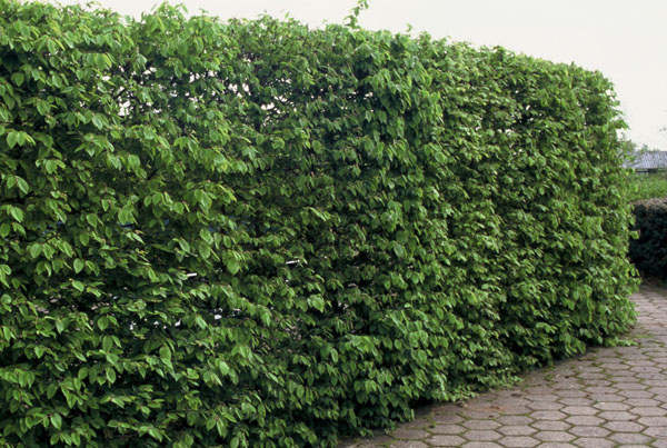 hecke-online.jpg hecke-online.jpg