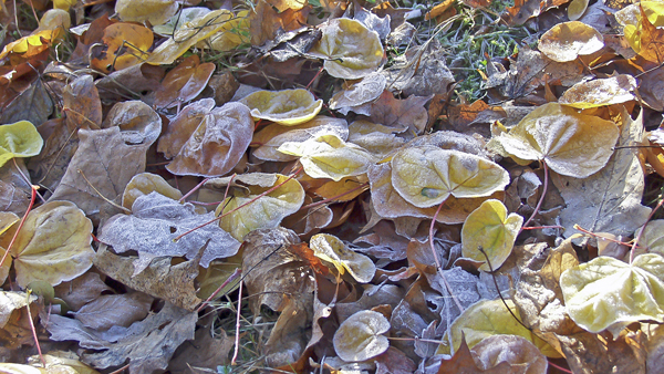 Garten-winterfit_Bild02.jpg Garten-winterfit_Bild02.jpg