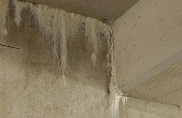Sika-06_web.jpg Sika-06_web.jpg